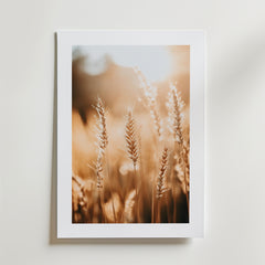 På Harvest Light Poster by Bozetto syns gyllene vetestjälkar i ett solbelyst fält, tryckt på FSC-certifierat premiumpapper med lyxigt matt yta som lyser mjukt mot en vit vägg.