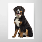 En glad berner sennenhund med lång svart, brun och vit päls sitter vänd framåt på vit botten - perfekt som väggkonst med Bozettos "Personlig Poster - Skapa din egen design.