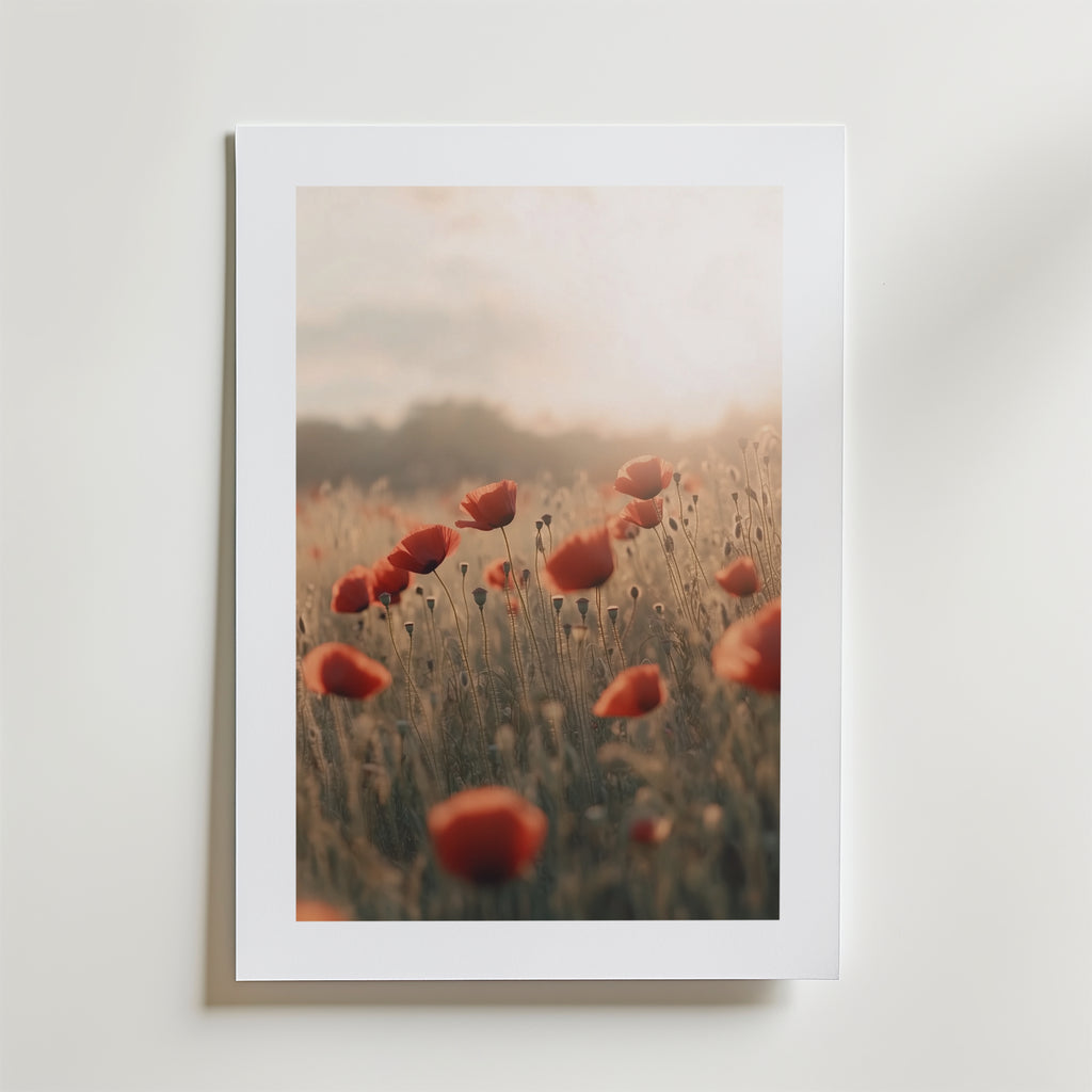 Postern Echoes of Summer Poster by Bozetto föreställer röda vallmor i ett solbelyst fält på FSC-certifierat premiumpapper, centrerad på en vit matta och placerad mot en ljus vägg, vilket framkallar en mjuk, drömsk stämning med mjukt naturligt ljus.
