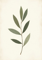 Minimalist Eucalyptus Poster
