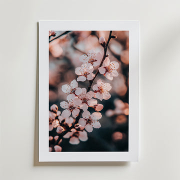Cherry Blossom Poster by Bozetto visar skira rosa blommor i blom, i en vit matt ram mot en neutral vägg, och är tryckt på FSC-certifierat premiumpapper för en högkvalitativ finish.