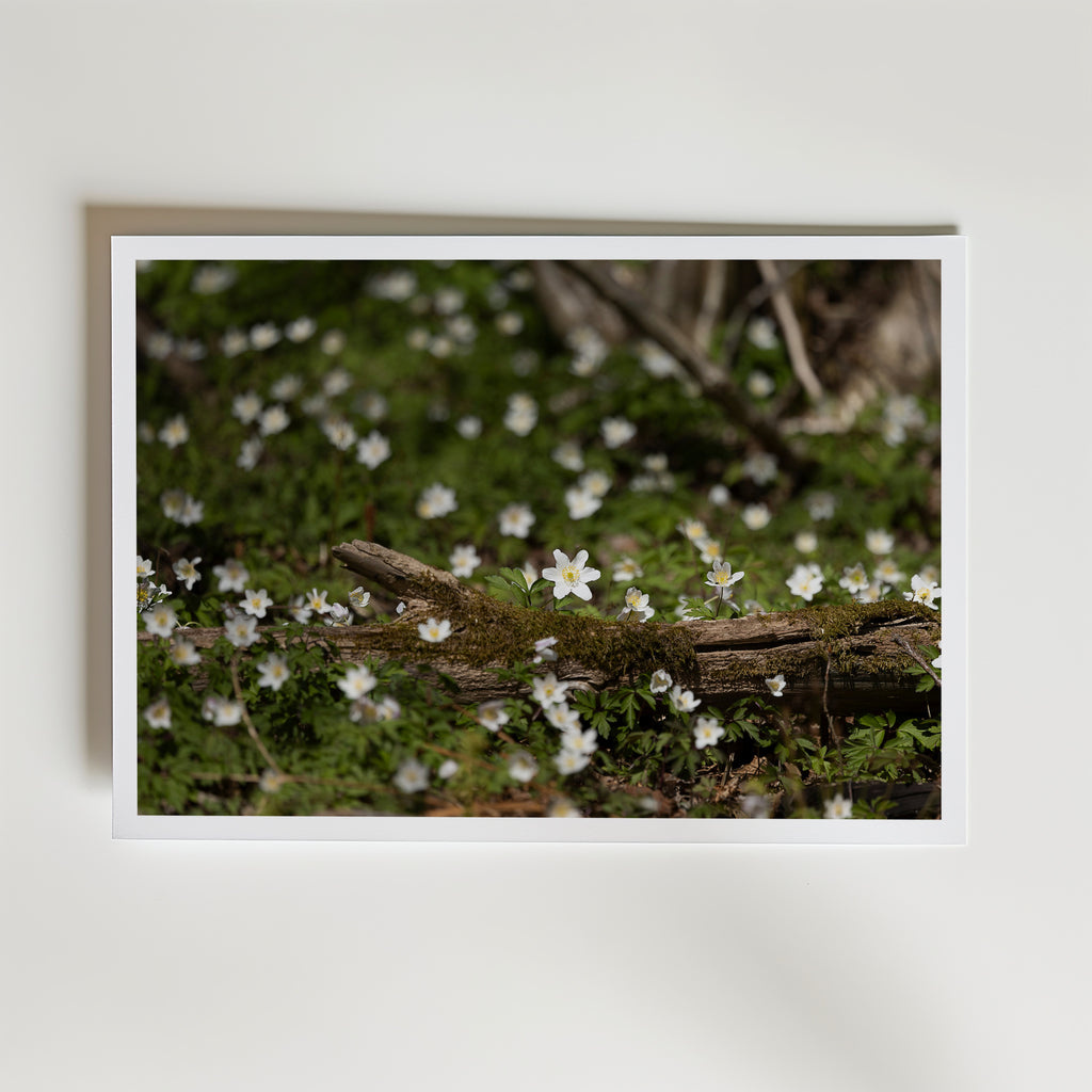 Star of Spring Poster