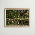 Star of Spring Poster