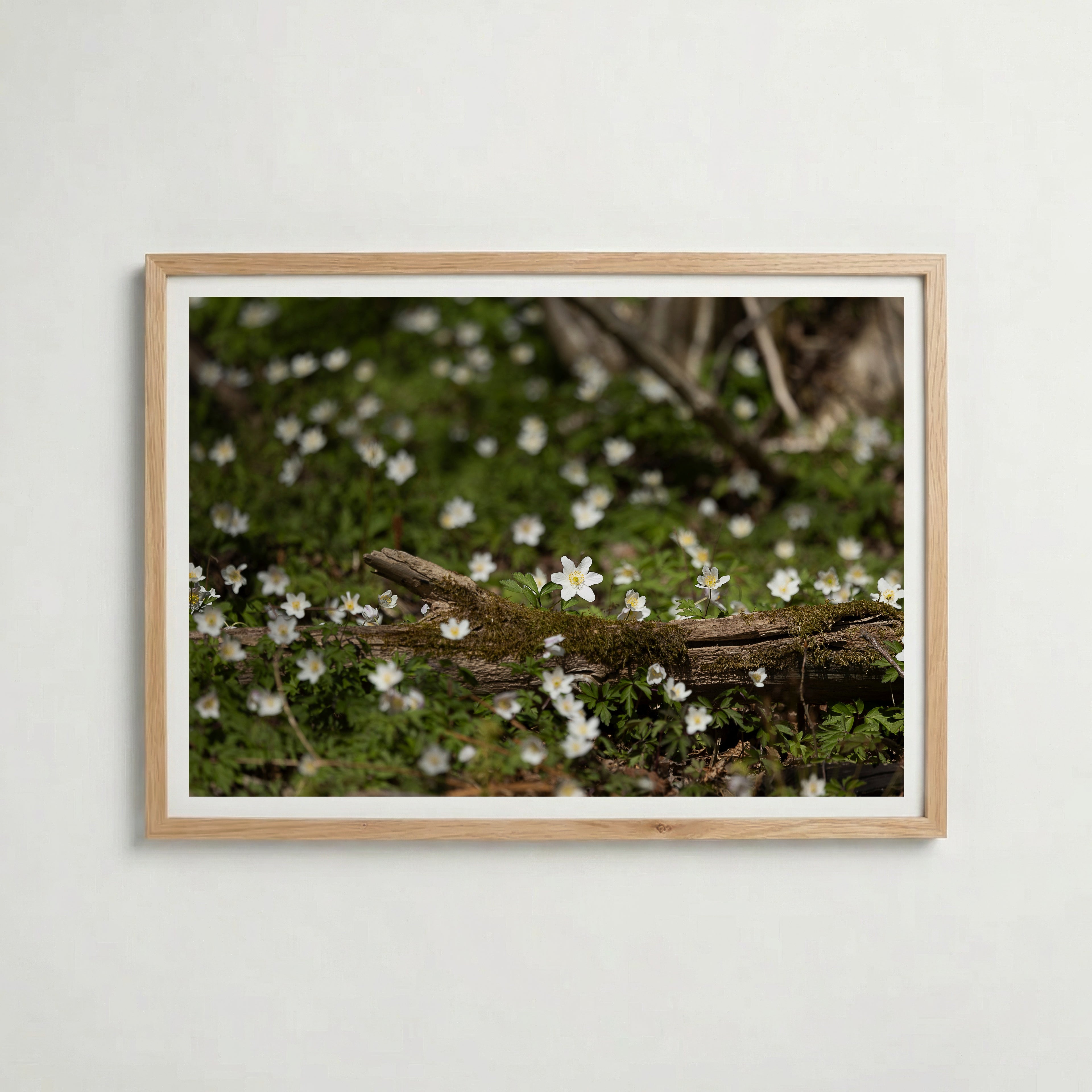 Star of Spring Poster