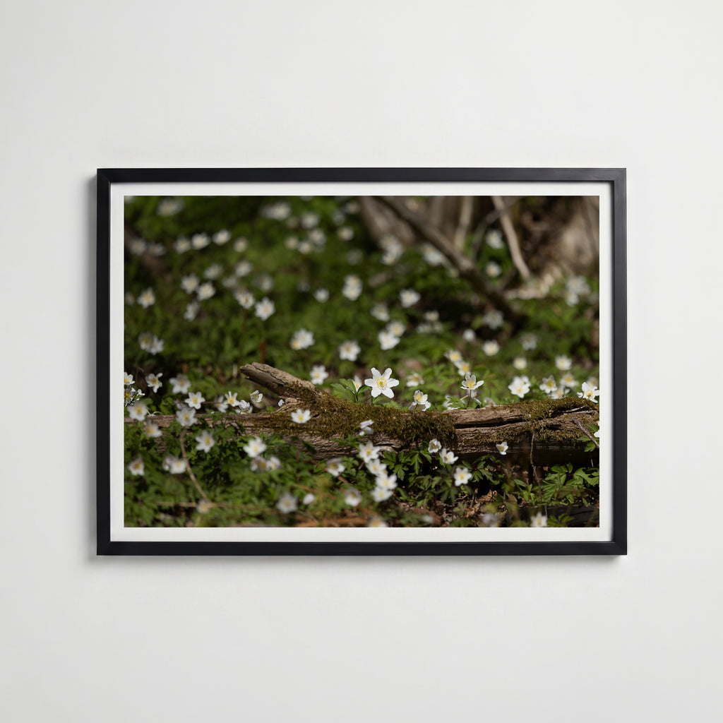 Star of Spring Poster