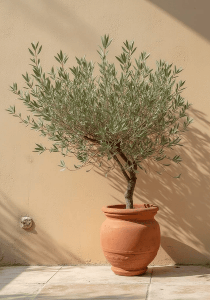 Potted olive tree poster