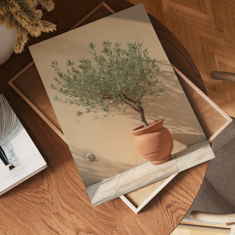 Potted olive tree poster