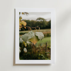 Postern After the Rain Poster by Bozetto föreställer två gröna blad med vattendroppar som hänger från en gren mot en suddig utomhusbakgrund, i en vit ram på lyxigt matt premiumpapper.