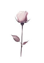 Elegant pink rose stem Poster