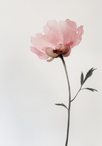 White Rose Elegance Poster