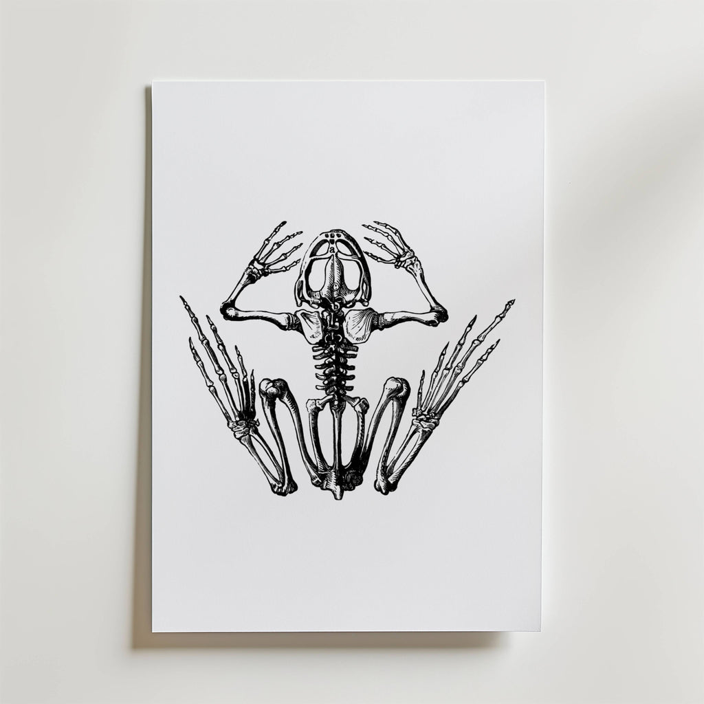 Bozetto Silent Scream Skeleton Poster har en dramatisk svartvit teckning av ett grodskelett med utsträckta lemmar, där skalle, revben och ryggrad visas tydligt på en vit bakgrund.