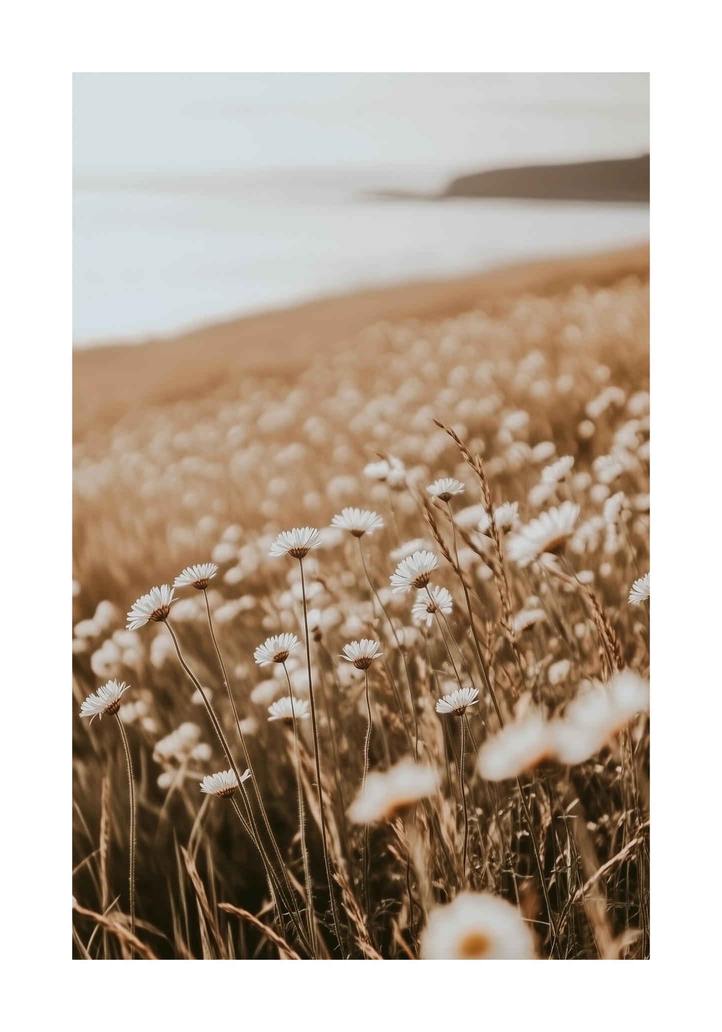 Faded Daisy Bloom Poster