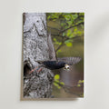 Dipers Starling Poster – stare i flykt från björkstam, foto av Jessica Erlandsson