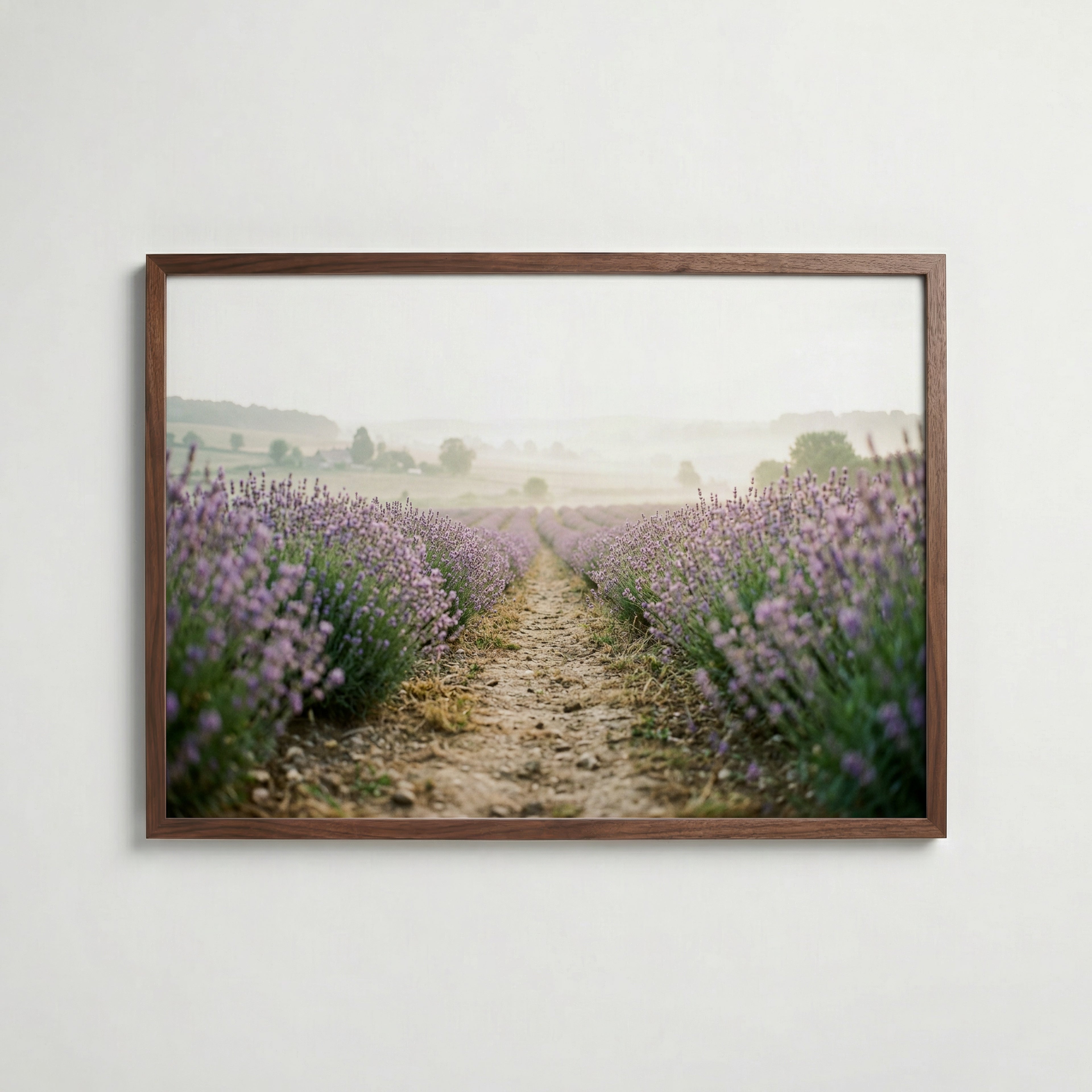Lavender Field Poster