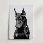 Noir Doberman Poster