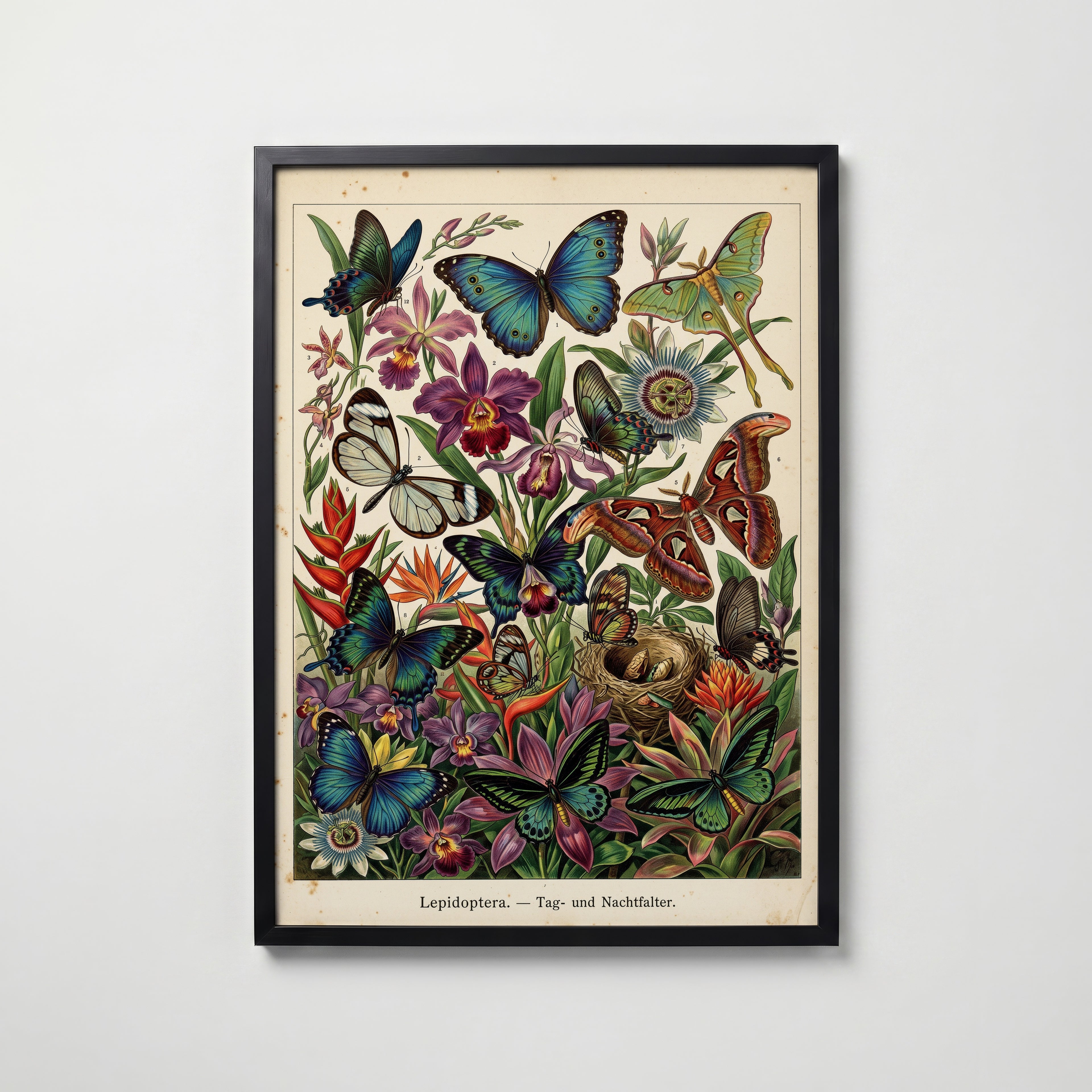 Tropical Lepidoptera Poster i hemmiljö