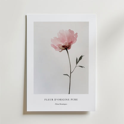 Fleur D´origine Pure Poster från Bozetto är ett minimalistiskt botaniskt konsttryck med en enda rosa blomma och gröna blad på vit botten, tryckt på FSC-certifierat premiumpapper. Nedanför står det "FLEUR DORIGINE PURE - Étude Botanique -".