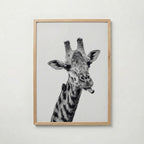 Cheeky Giraffe Poster – ekram