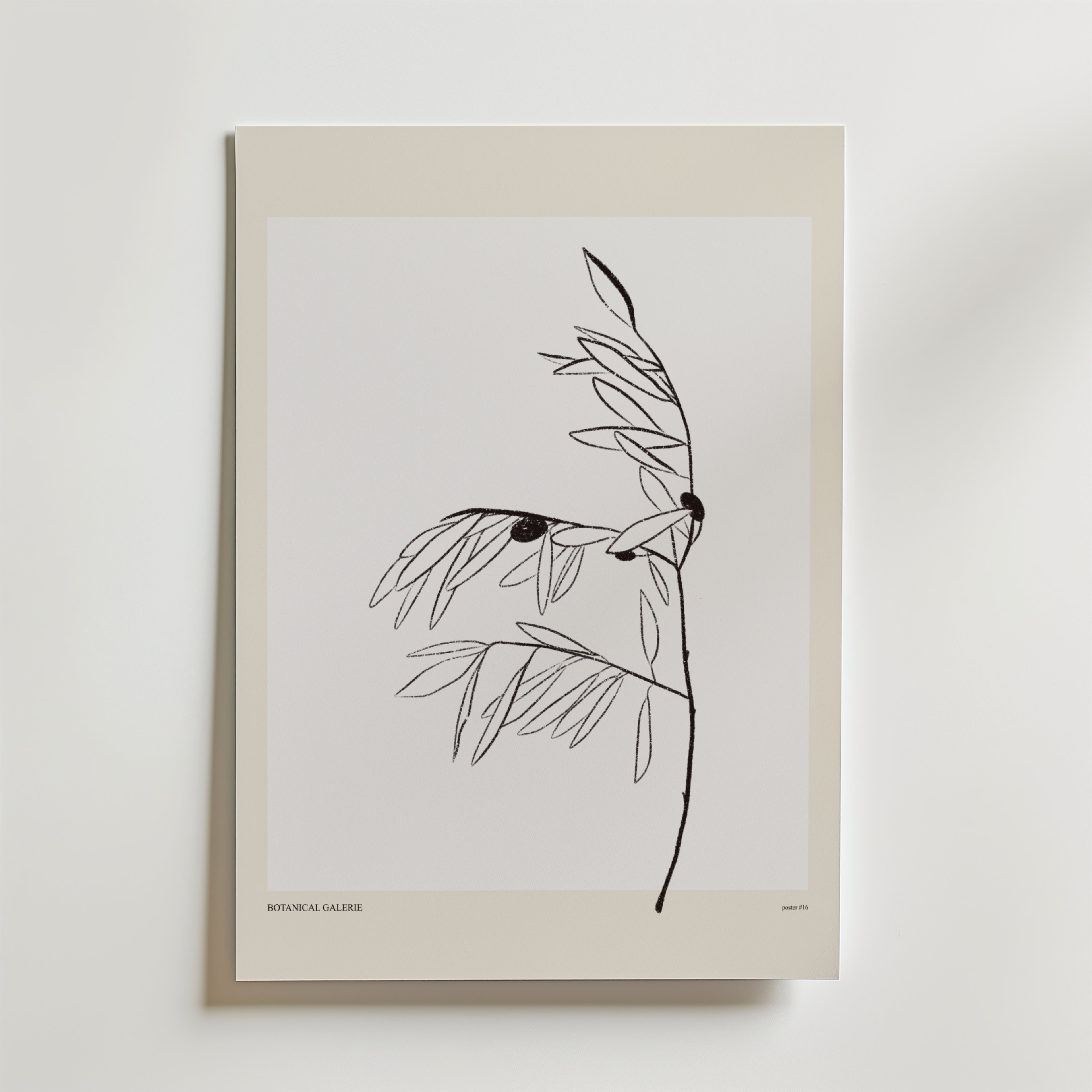 Olive Whisper Poster by Bozetto är en minimalistisk botanisk konstprint med en tunn svart stam, smala blad och två mörka cirklar på en vit bakgrund med en ljusbeige kant. "BOTANICA GALLERIE" är tryckt längst ner.